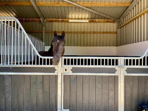 horse looking out of stable pendle plus yellow hill equine 