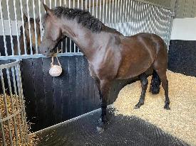 horse in stable warmblood pendle plus yellow hill equine 